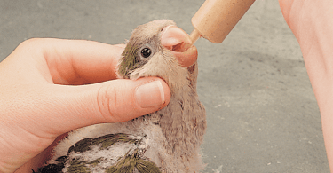 what do baby bird eat