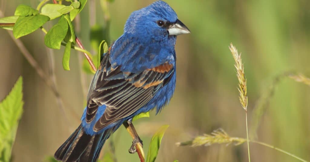 blue birds of colorado