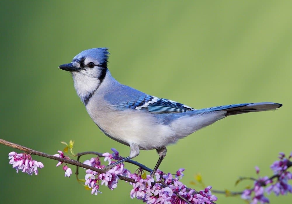 blue colored birds in ct