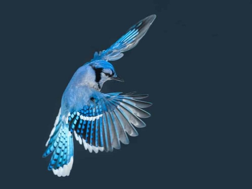 blue colored birds in oregon
