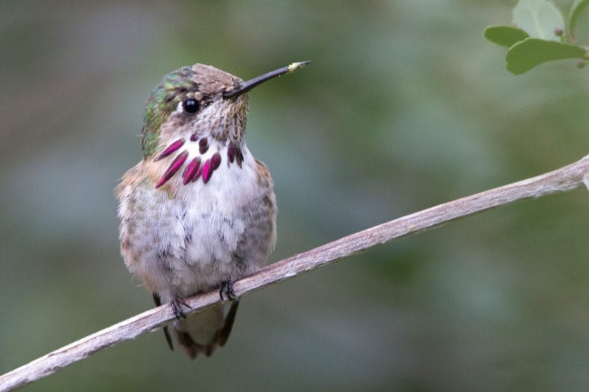 Calliope Hummingbird Calliope Hummingbird