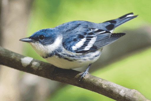 what is the state bird flower and tree of michigan