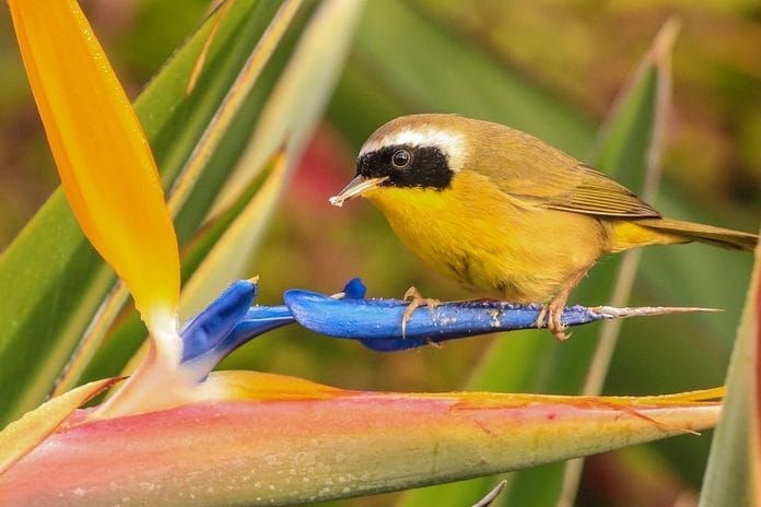 small bird with yellow chest in florida