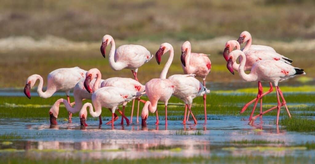 yellow bird heating and cooling