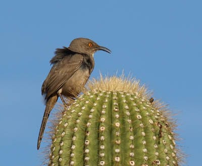Arizona Birds-Top 12 Arizona Birds