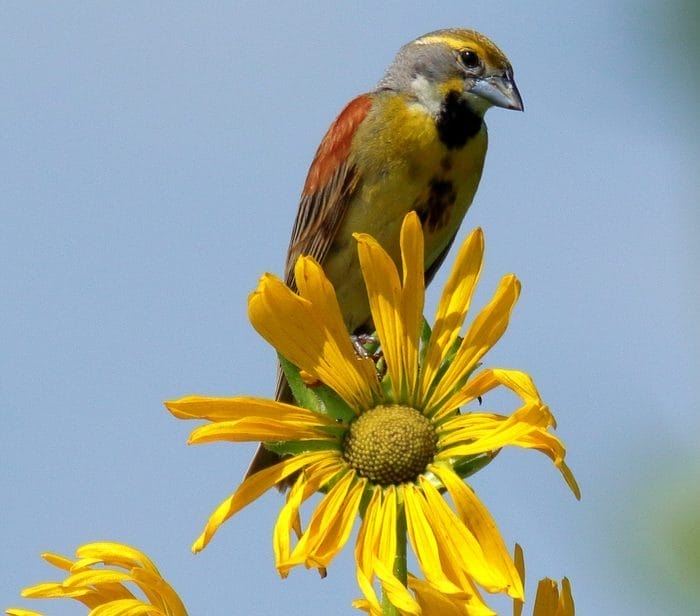 small black bird with yellow stripe on wing