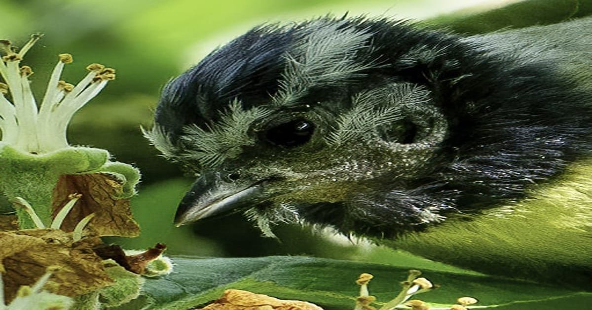 do birds have three middle ear bones and mammary glands