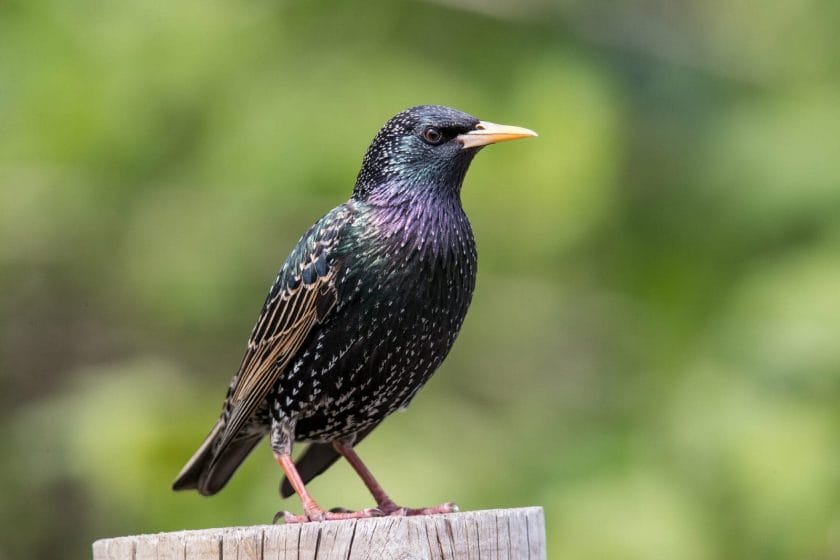 purple birds real European Starling