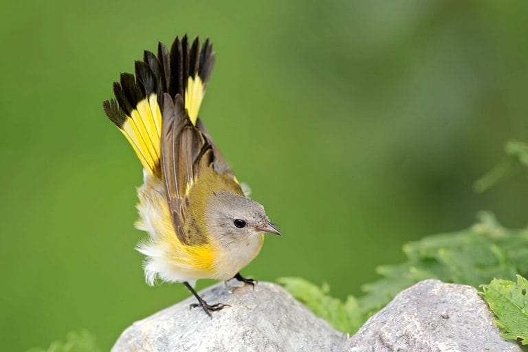 small yellow bird missouri