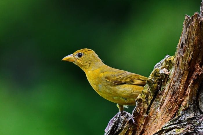 small bird with yellow belly