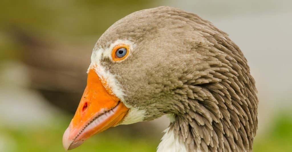 do birds have teeth to eat do birds have teeth to eat