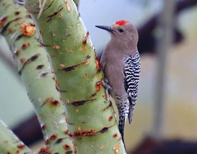 arizona state bird facts