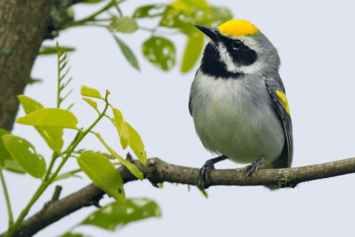 big white birds in michigan big white birds in michigan