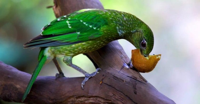 green cheek conure bird