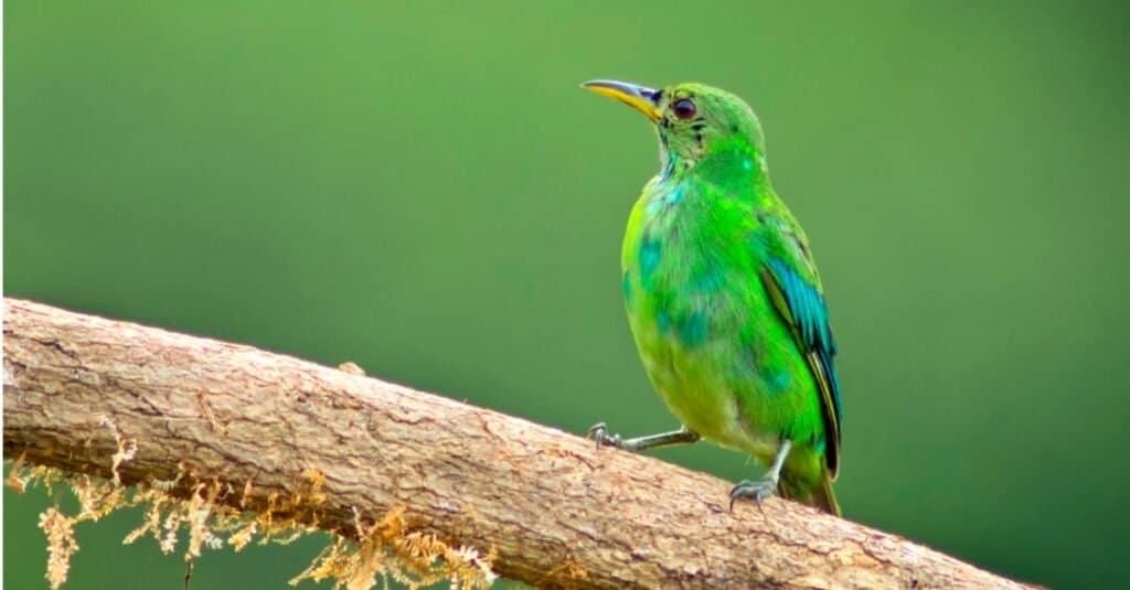 green finch and linnet bird lyrics