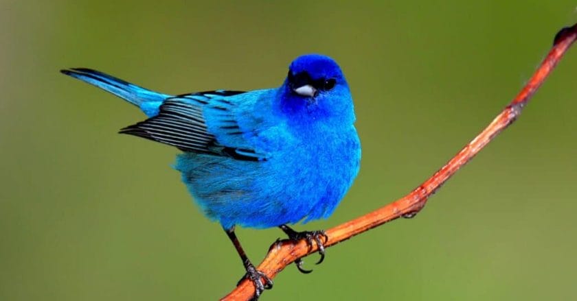 birds blue in color