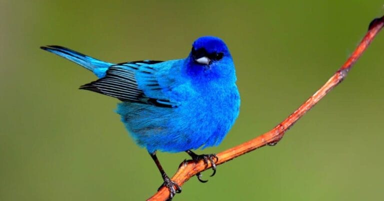 birds that are blue in color