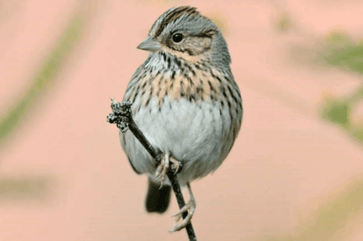 pictures of winter birds in michigan