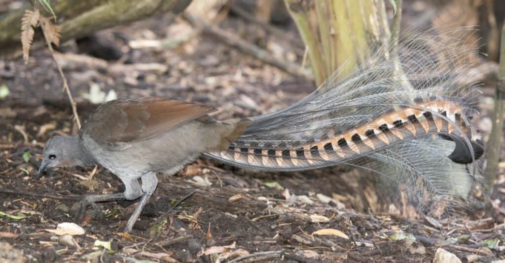 birds with cool feathers