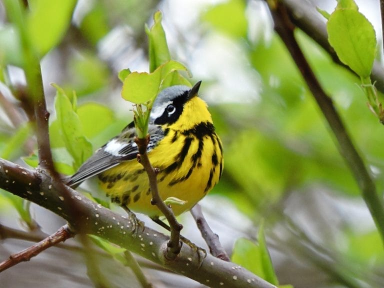 small gray and yellow bird