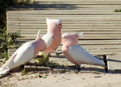 pink birds in louisiana