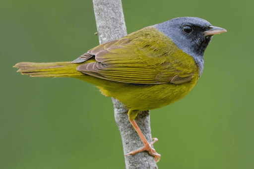 biggest bird in michigan