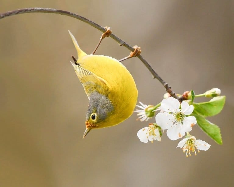 small grey bird with yellow breast