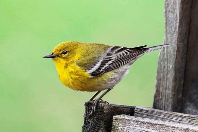 small black bird with yellow beak