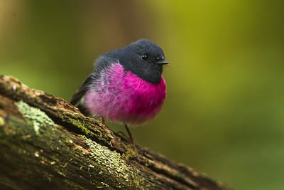 pink birds of florida