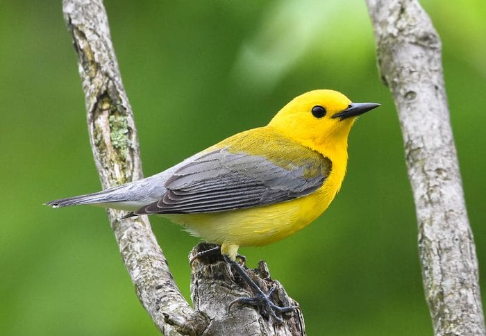 small yellow bird with black wings