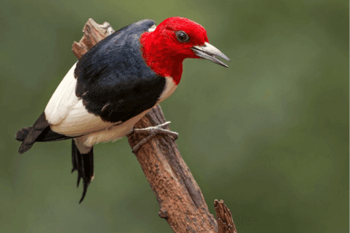 birds in michigan with long beaks