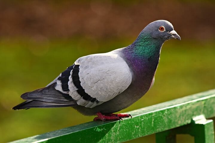 Rock Pigeon 