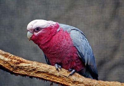 spoonbill pink bird