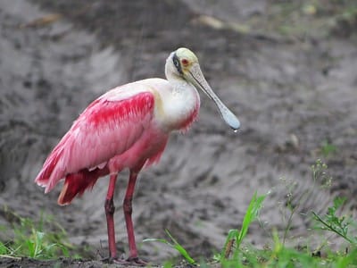 pink pelican bird
