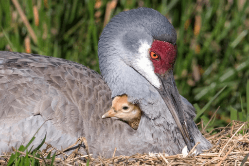 birding in michigan