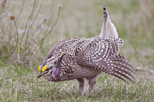 birds in grand rapids michigan