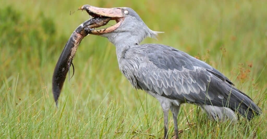 how to keep birds cool in summer