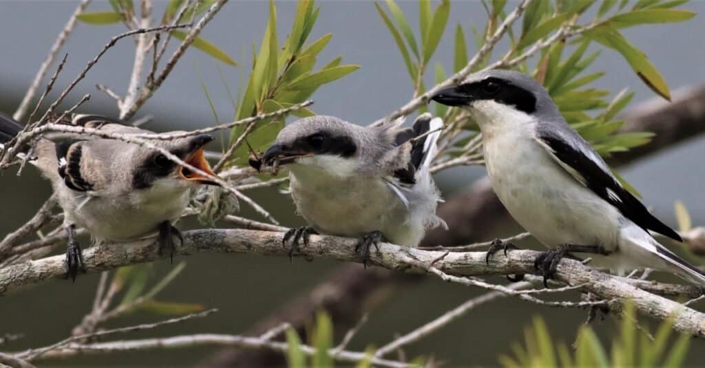 cool gifts for bird lovers