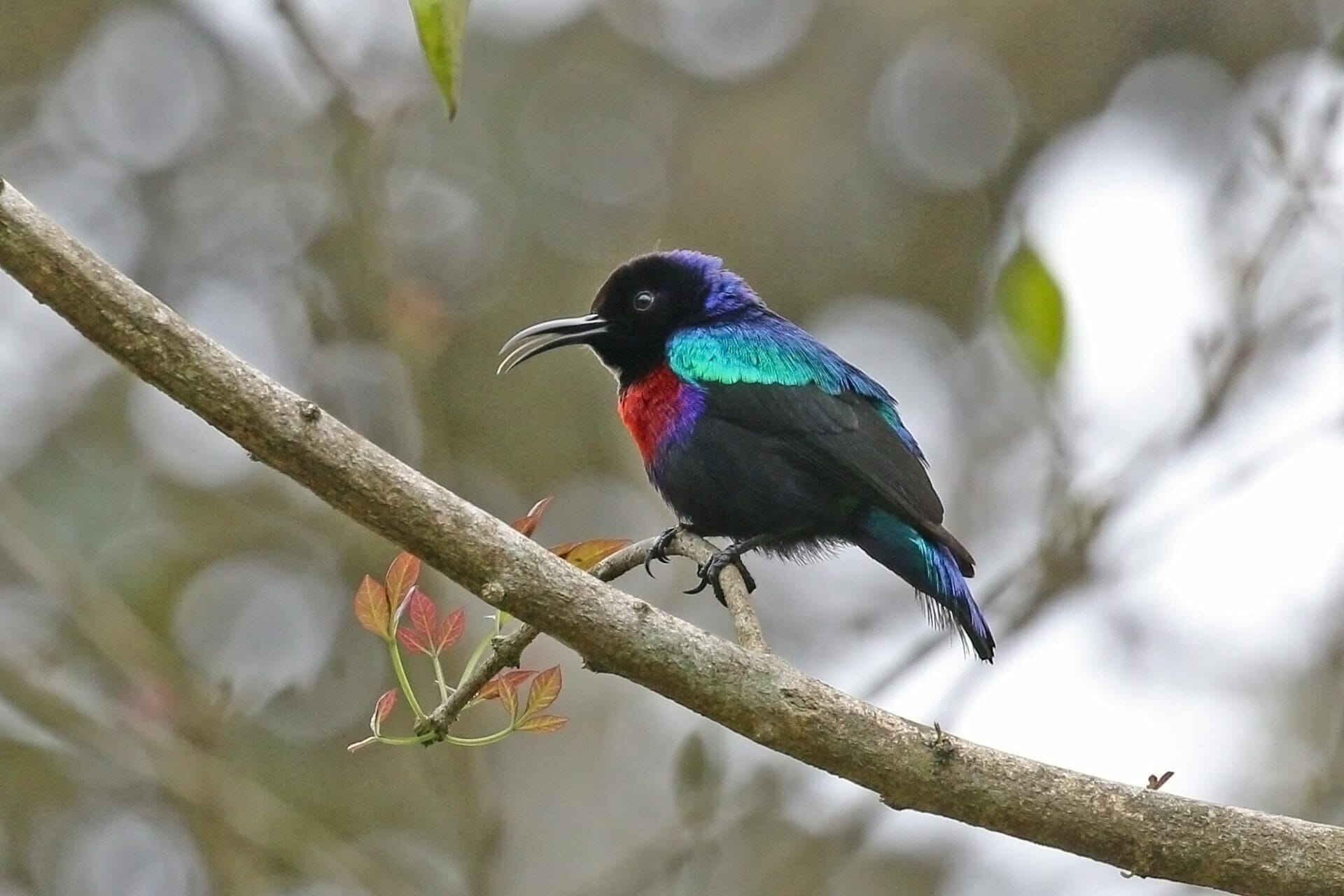 Splendid Sunbird