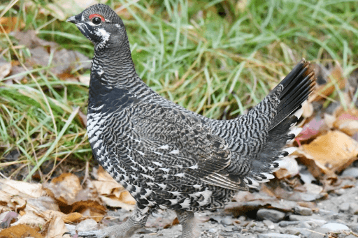 michigan starling bird