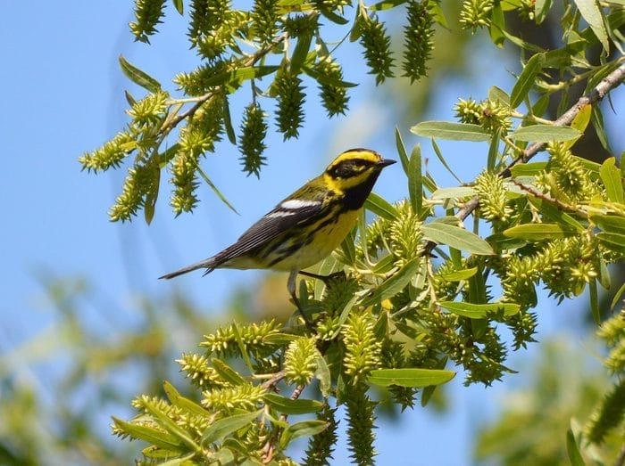 small yellow bird in michigan