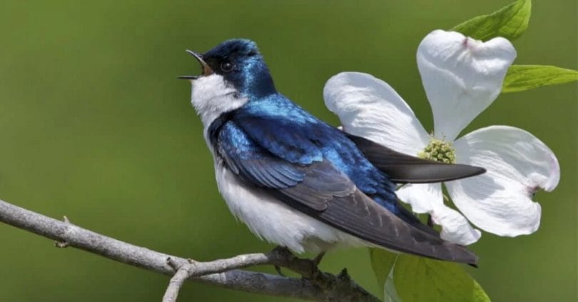 blue birds in colorado