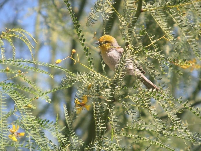 arizona swallow bird