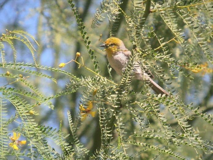 arizona swallow bird arizona swallow bird