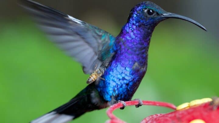 real purple birds