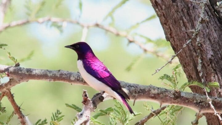 purple martin bird house