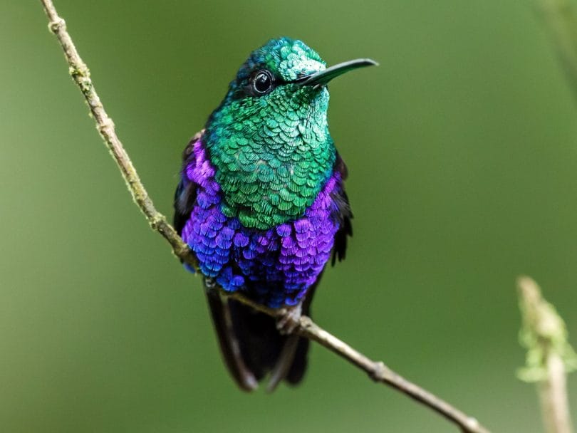 Violet-crowned Woodnymph (Thalurania colombica)