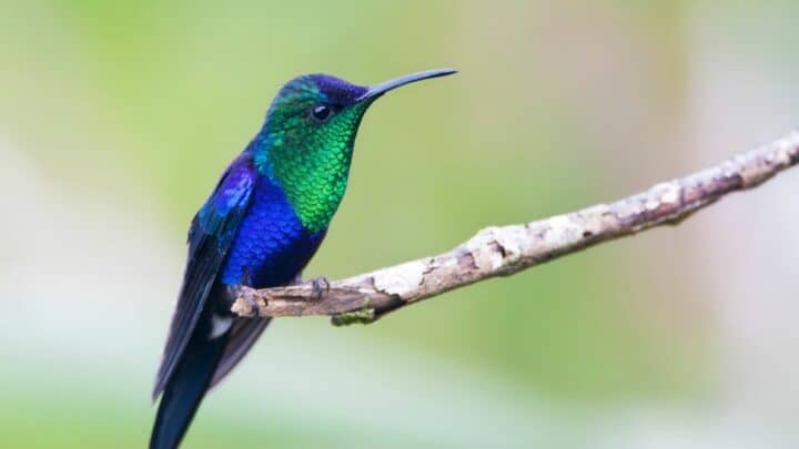 blue and purple bird