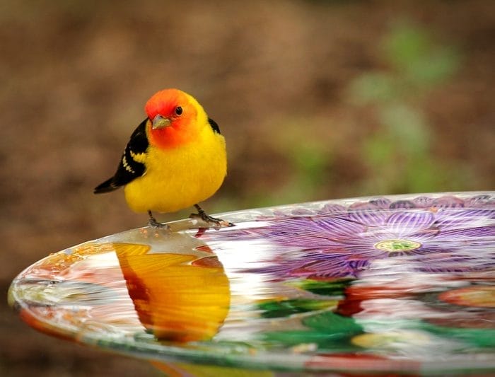 small bird with yellow breast