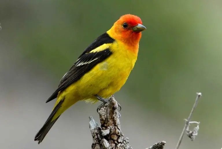 small black and yellow bird
